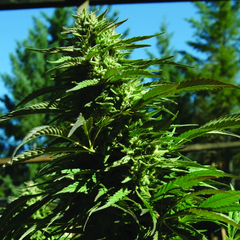 Blueberry Headband van Emerald Triangle Seeds