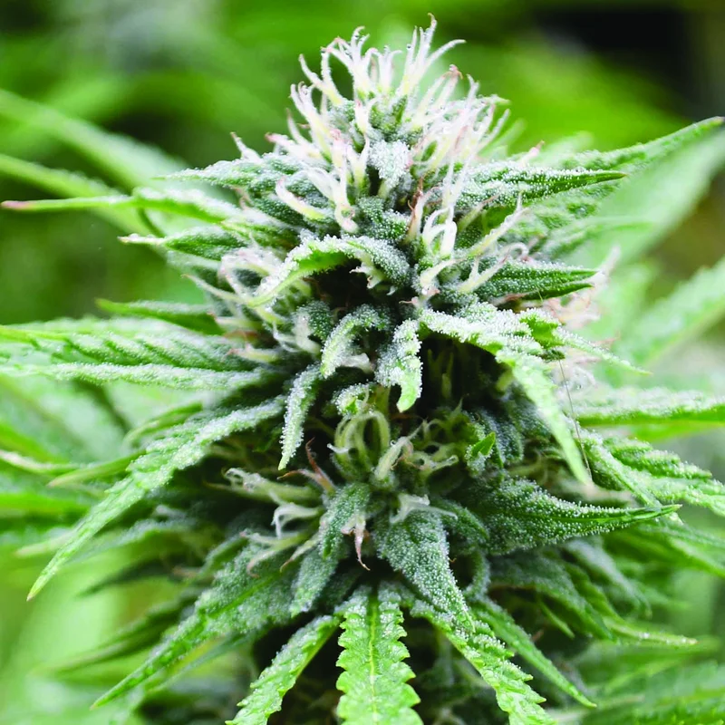 Candyland van Emerald Triangle Seeds