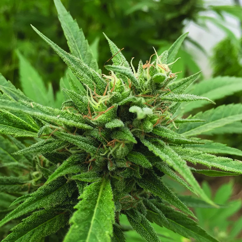 Blueberry Headband van Emerald Triangle Seeds