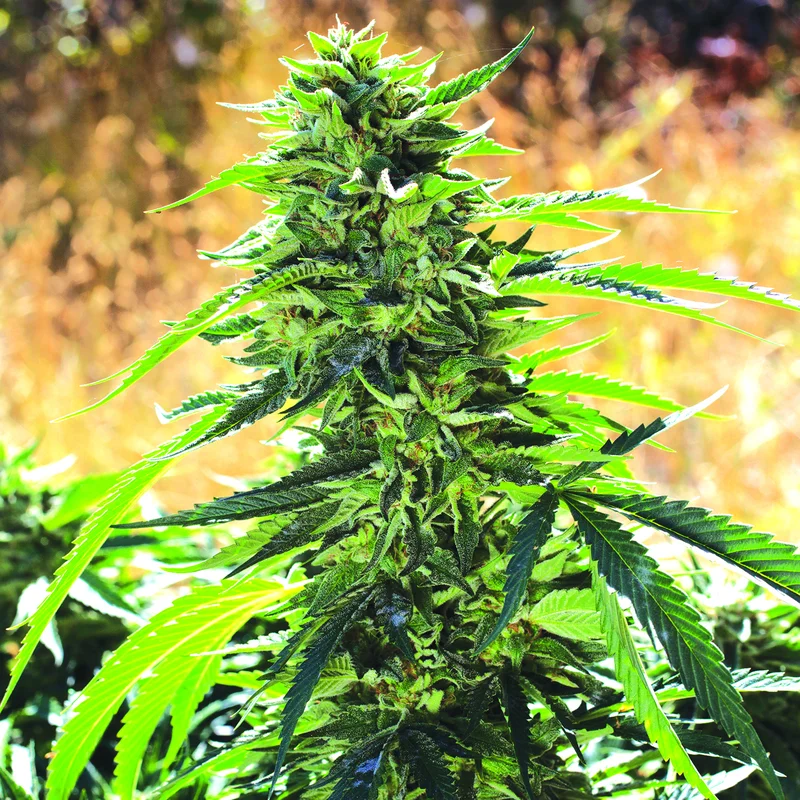 Super Sour OG van Emerald Triangle Seeds