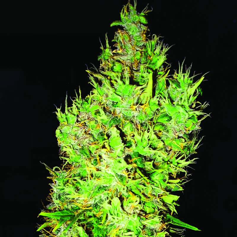 OG Critical van Emerald Triangle Seeds