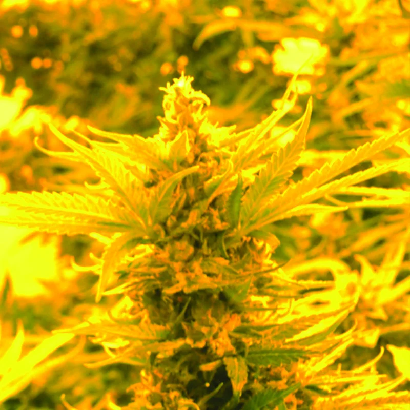 Cheesy Headband van Emerald Triangle Seeds