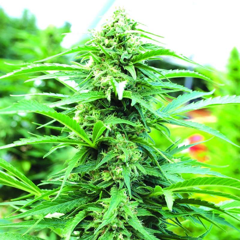 Cherry OG van Emerald Triangle Seeds