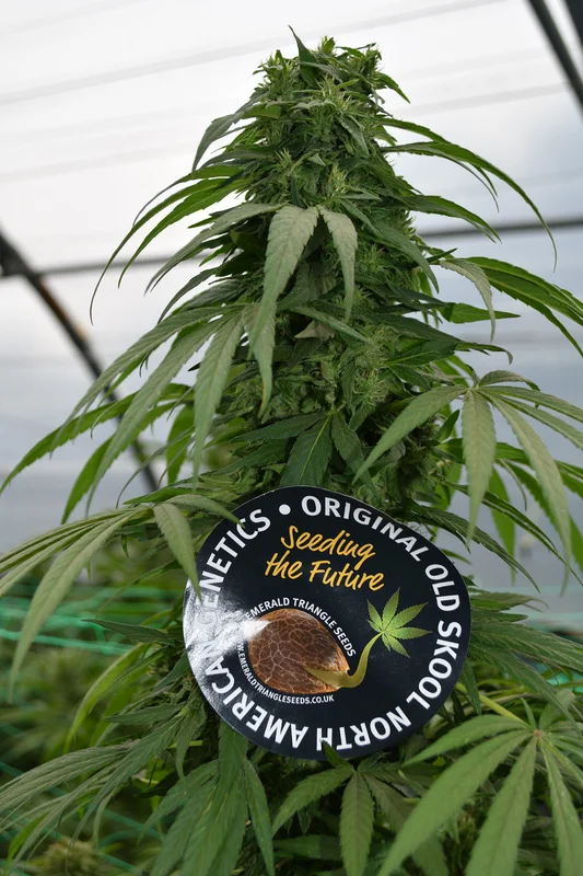 Mandarin Mimosa van Emerald Triangle Seeds