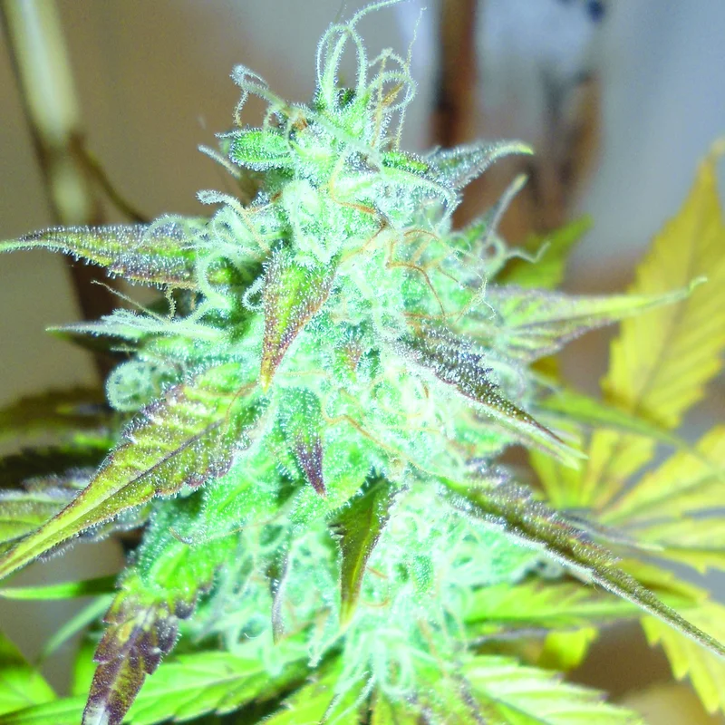 Lemon Haze van Emerald Triangle Seeds