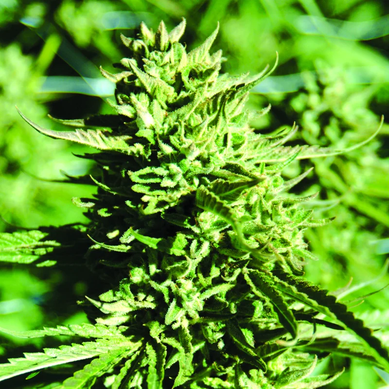 Lost Coast OG van Emerald Triangle Seeds