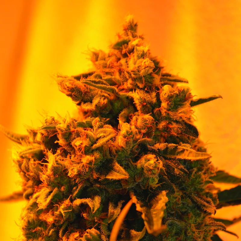 Critical Sour Diesel van Emerald Triangle Seeds
