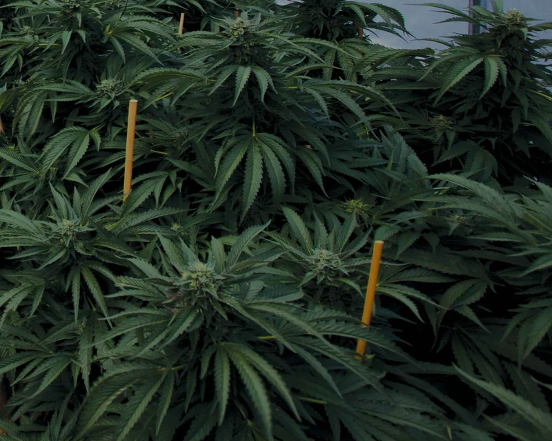 Mastodon Kush van Emerald Triangle Seeds