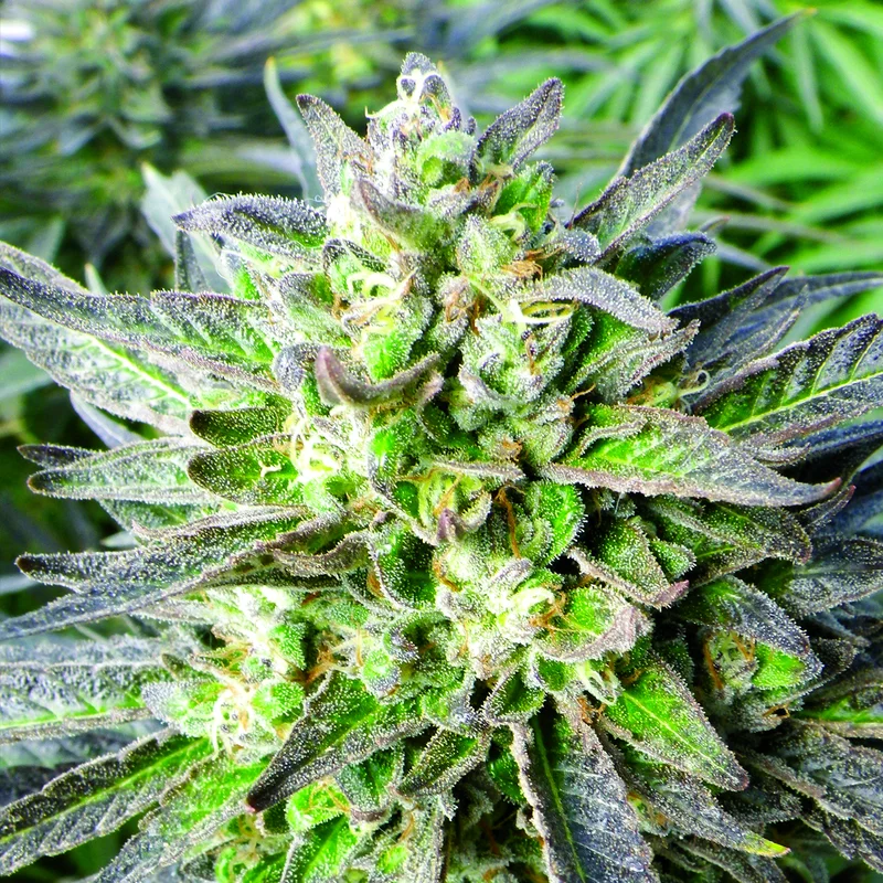 Grapefruit Krush van Emerald Triangle Seeds