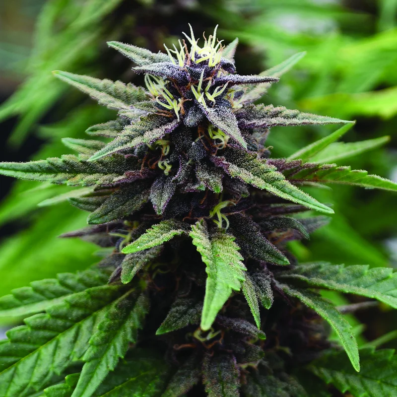 Royal Purple Kush CBD van Emerald Triangle Seeds