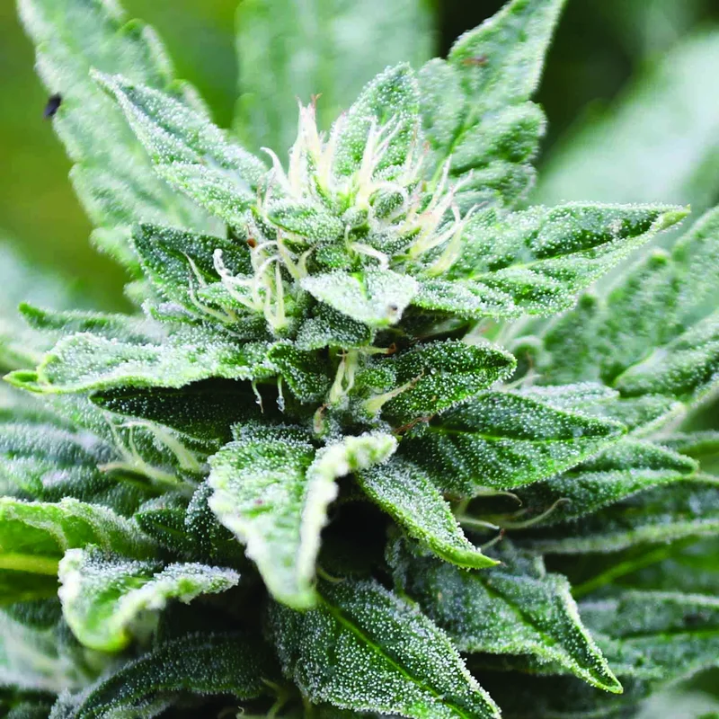 San Fernando Valley OG Kush X RPK van Emerald Triangle Seeds