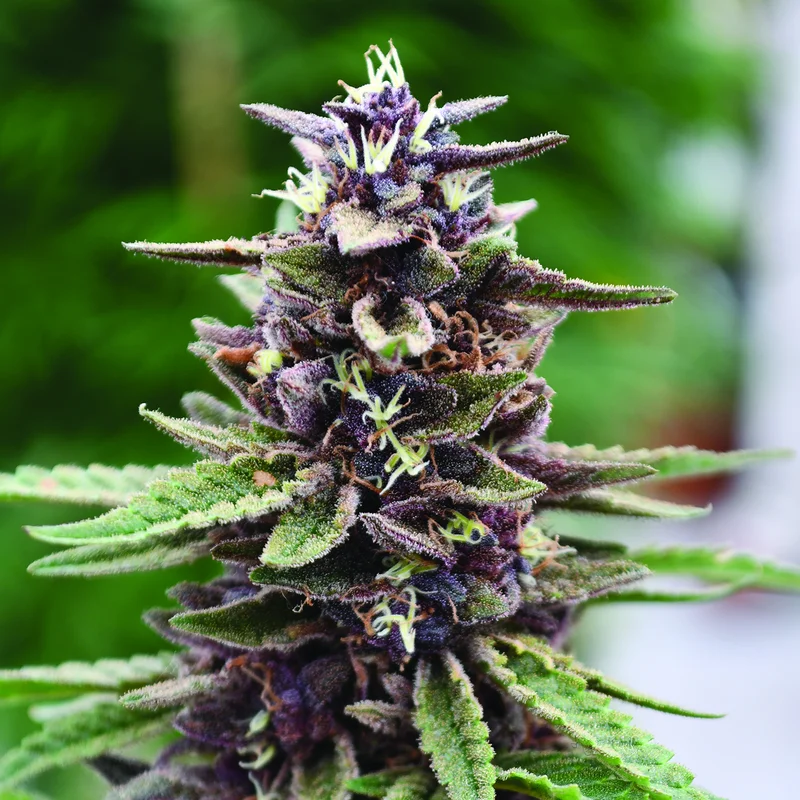 Royal Purple Kush van Emerald Triangle Seeds