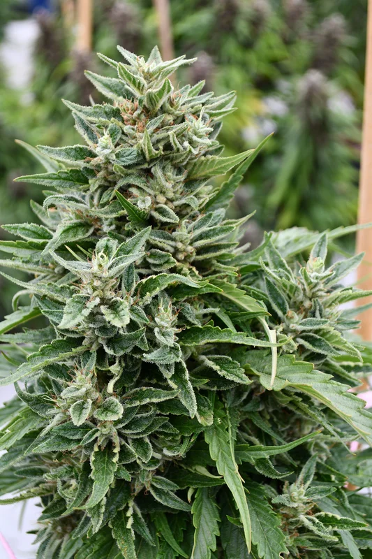 Critical Sour Diesel CBD van Emerald Triangle Seeds
