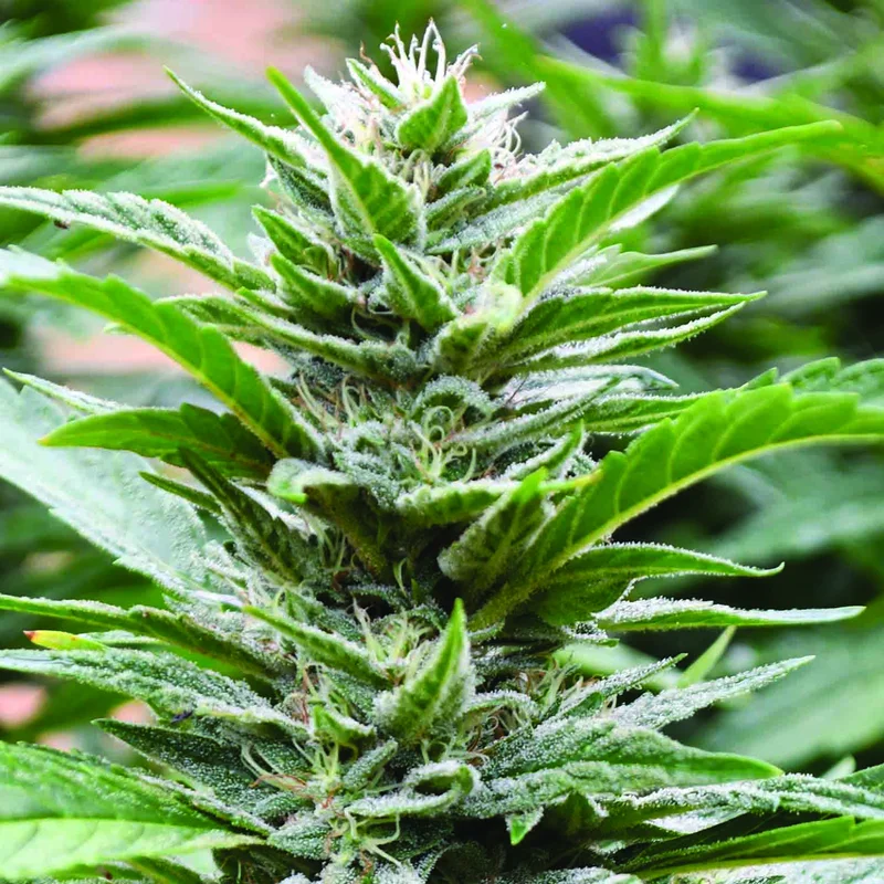 Cookies x 707 Headband van Emerald Triangle Seeds