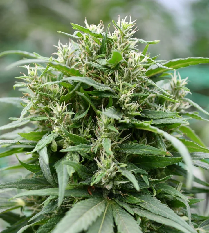 Blueberry Gelato van Emerald Triangle Seeds