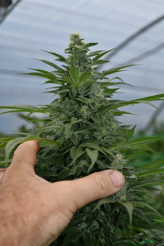 Critical Strawberry Banana van Emerald Triangle Seeds