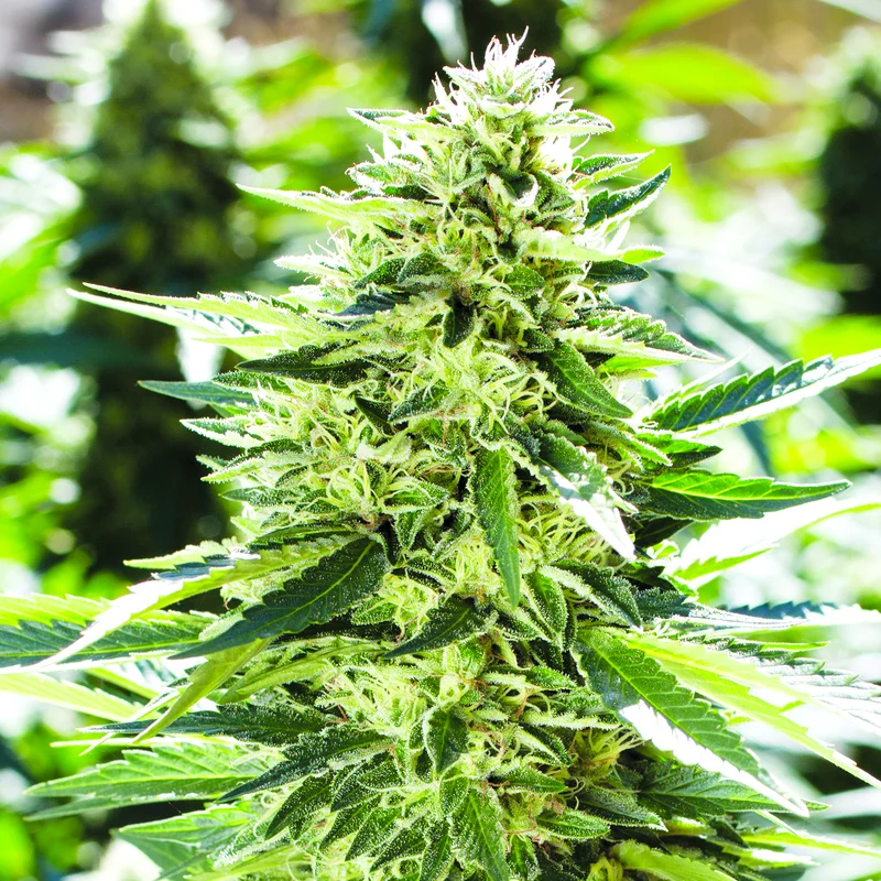 Lemon Diesel van Emerald Triangle Seeds