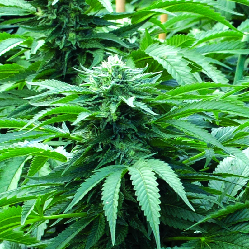 Bubba 76 van Emerald Triangle Seeds