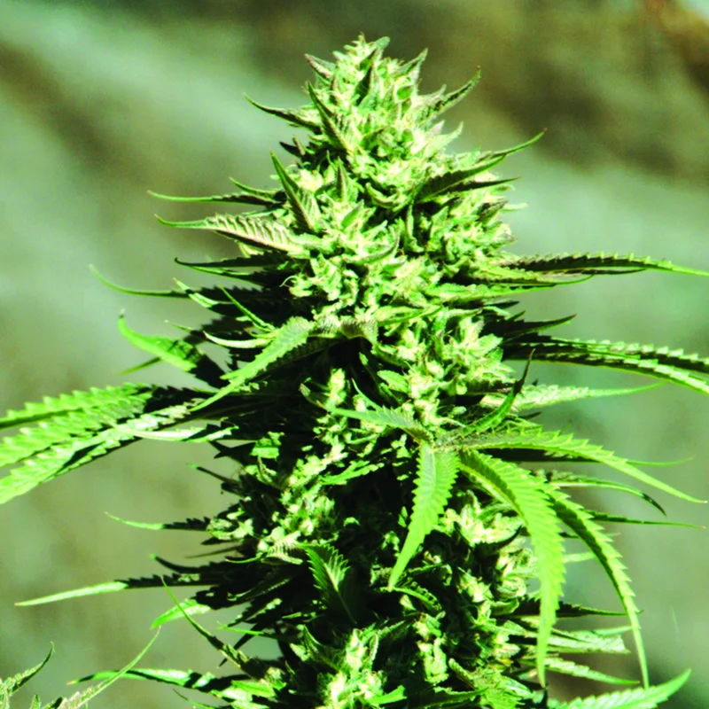 California Wildfire van Emerald Triangle Seeds
