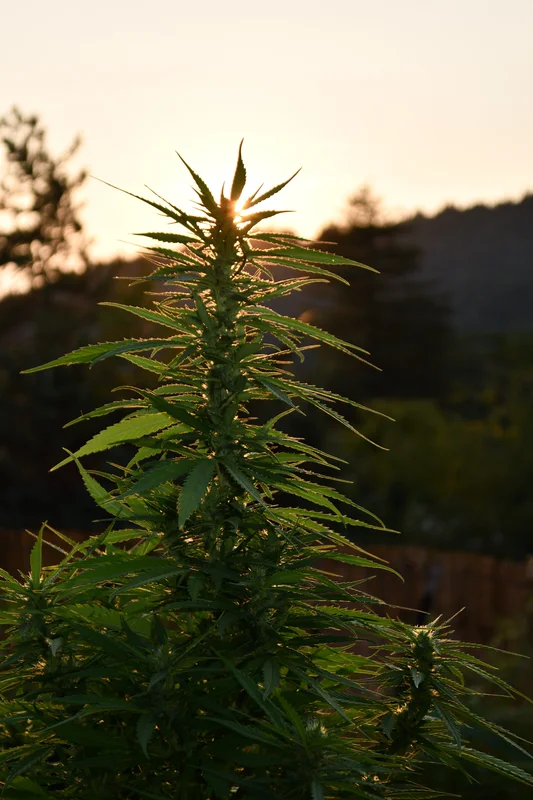 Sherbet Dip van Emerald Triangle Seeds