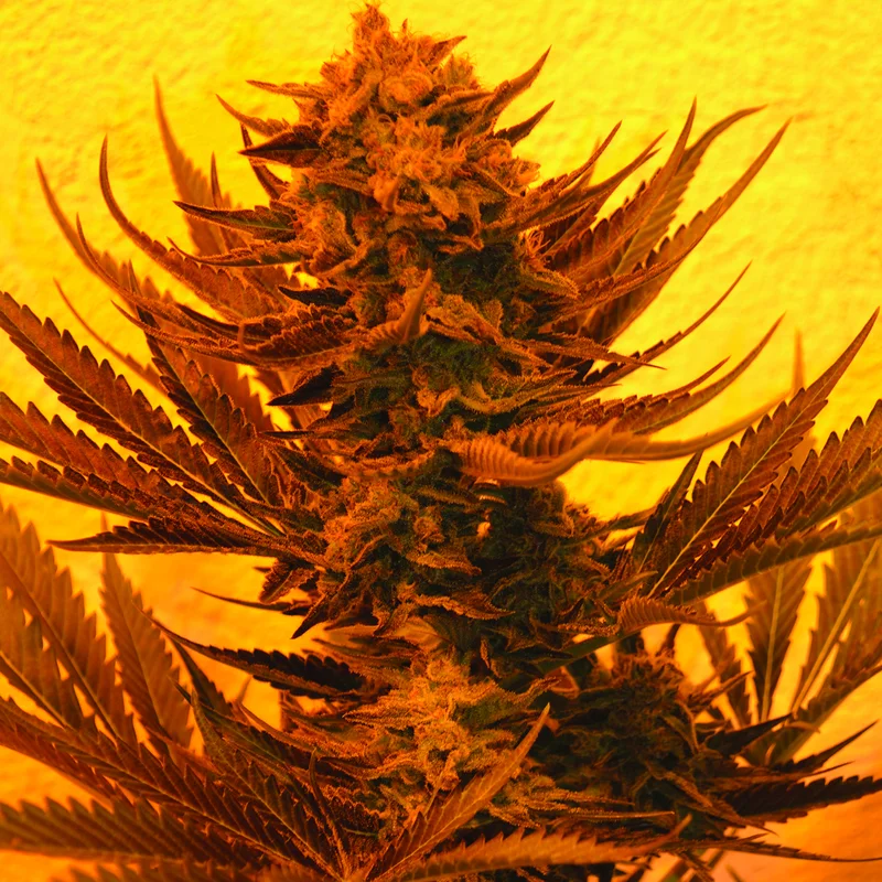 Critical 707 CBD van Emerald Triangle Seeds