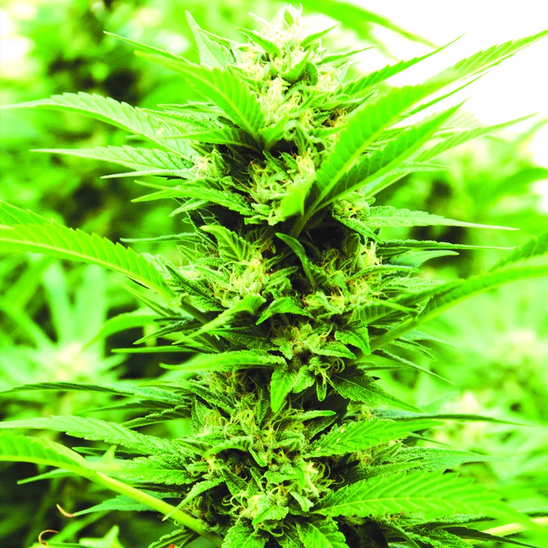 Emerald Jack van Emerald Triangle Seeds