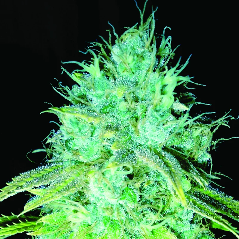 Sour Puss van Emerald Triangle Seeds