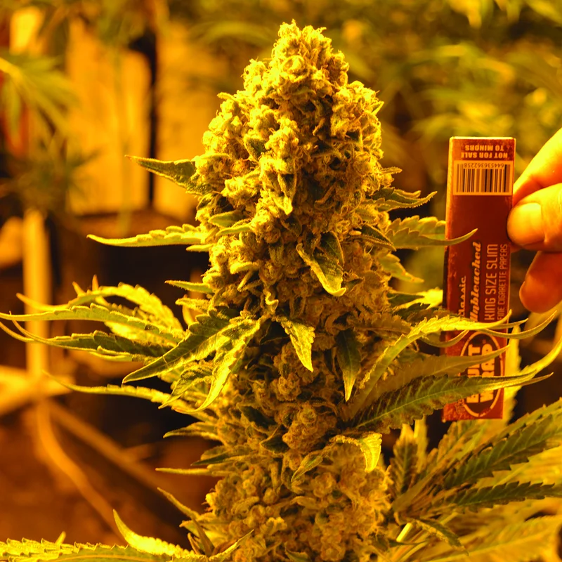 Critical 707 van Emerald Triangle Seeds