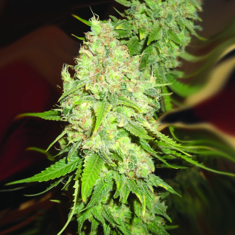 Black Berry OG CBD van Emerald Triangle Seeds
