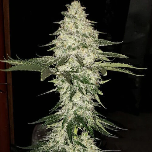 Planet Of The Grapes van ETHOS Genetics