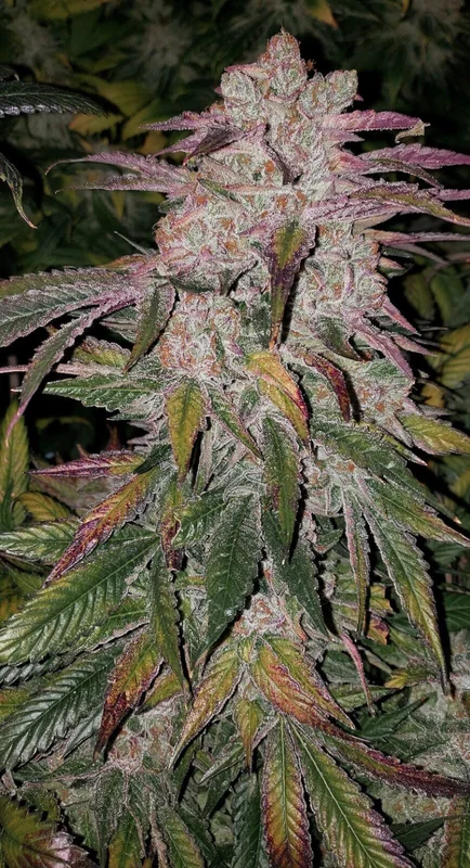Purple Thai R B1 van ETHOS Genetics