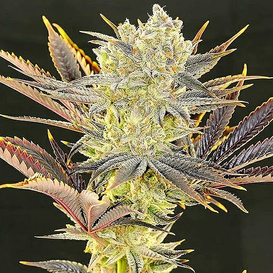 Citradelic Sunset van ETHOS Genetics