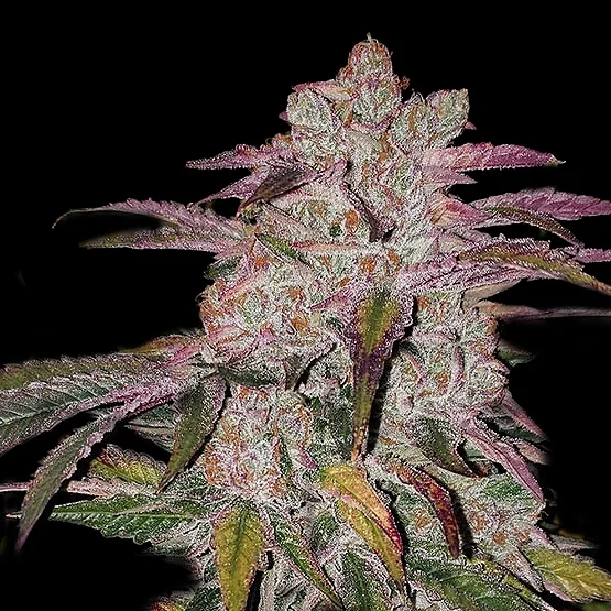Purple Thai Rbx1 van ETHOS Genetics