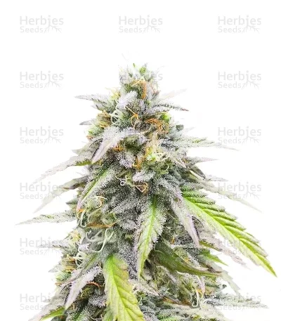 Lemon Cherry Gelato R3 van ETHOS Genetics