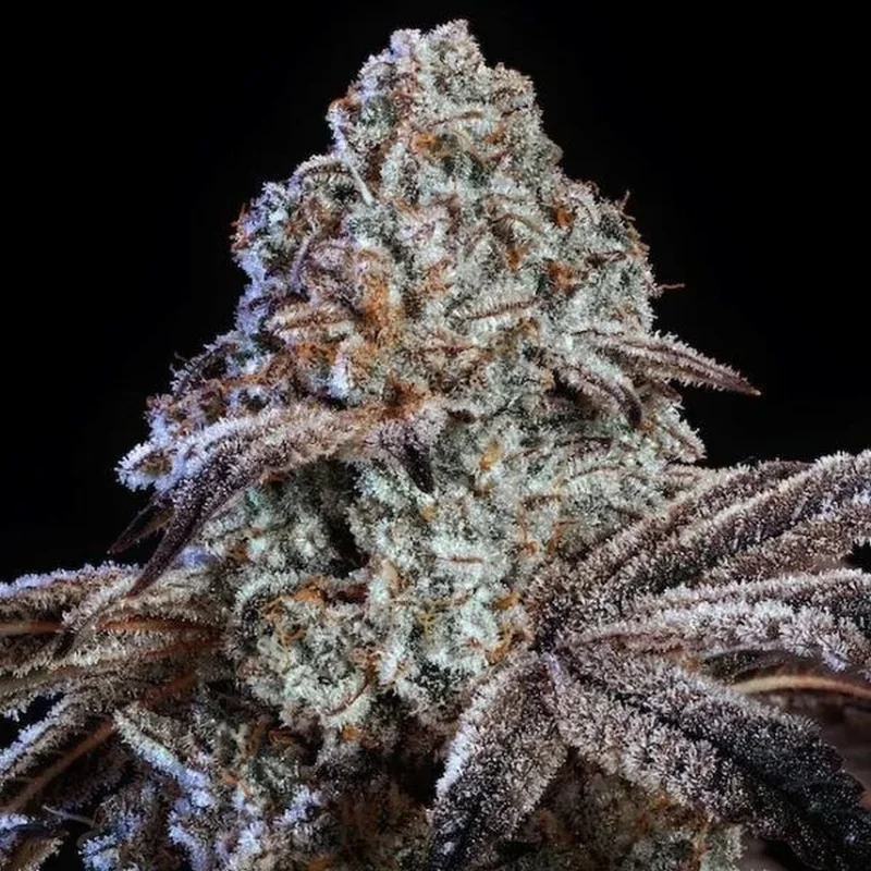 PSY-OP R1 van ETHOS Genetics