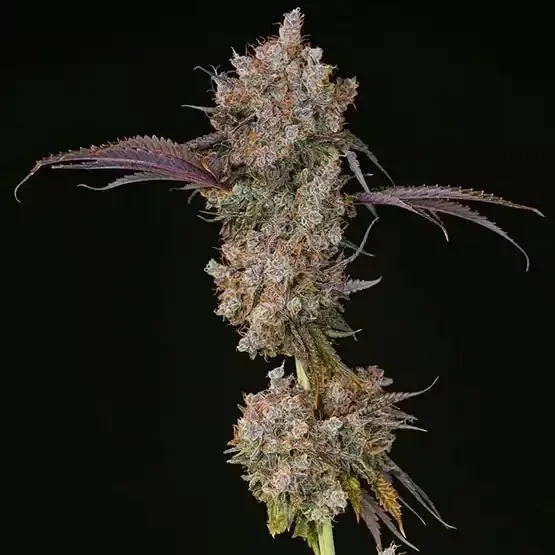 Atomic Fuego R1 van ETHOS Genetics