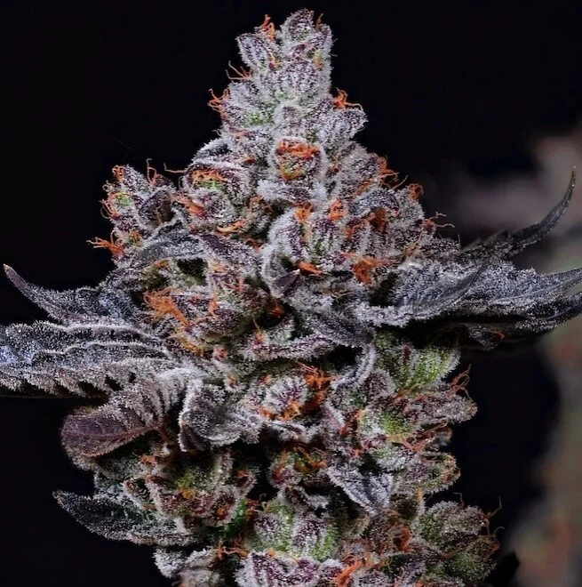 Mookie B R1 van ETHOS Genetics