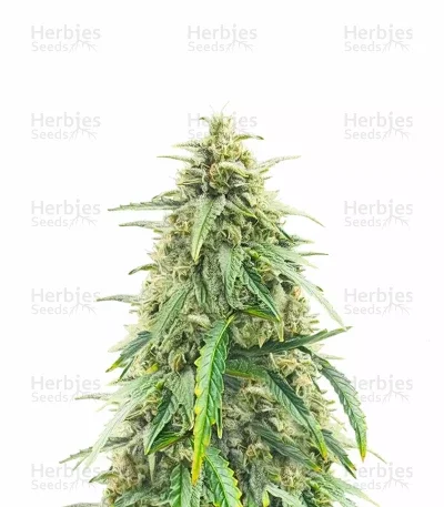Pineapple Runtz van ETHOS Genetics