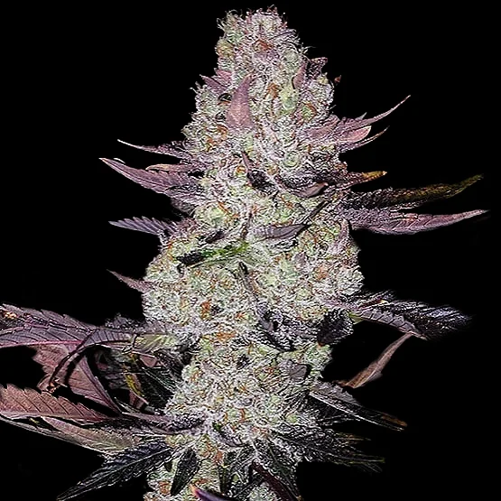Grape Diamonds R2 van ETHOS Genetics