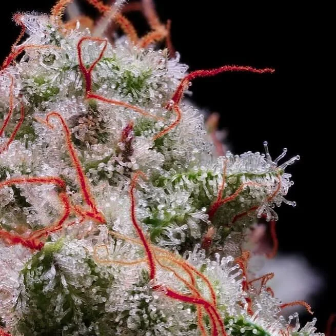 Peach Crescendo RF3 van ETHOS Genetics