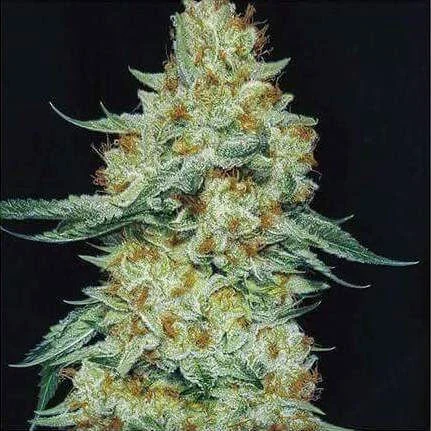 Member Berry RBX1 van ETHOS Genetics