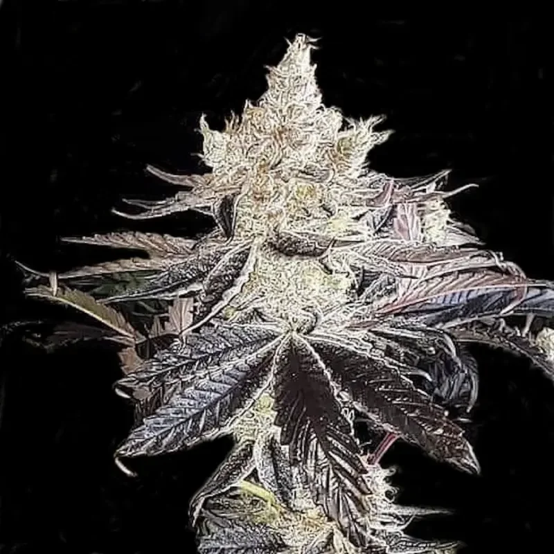Ethos Cookies R2 van ETHOS Genetics