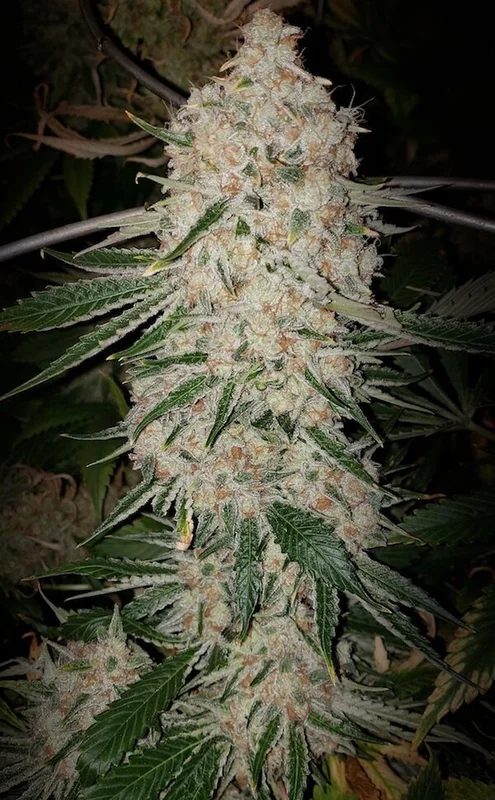 Pluto Cut R F3 van ETHOS Genetics