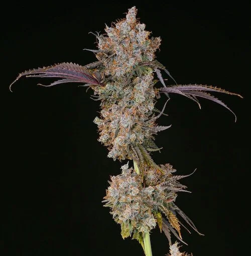 XXX van ETHOS Genetics