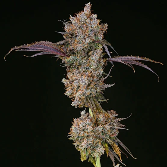 XXX van ETHOS Genetics
