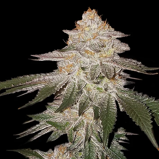 Pina RBX2 van ETHOS Genetics