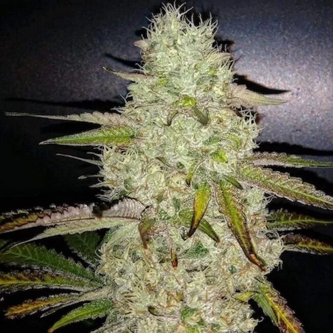 Toasted R1 van ETHOS Genetics