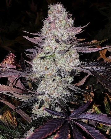 Grape Diamonds van ETHOS Genetics