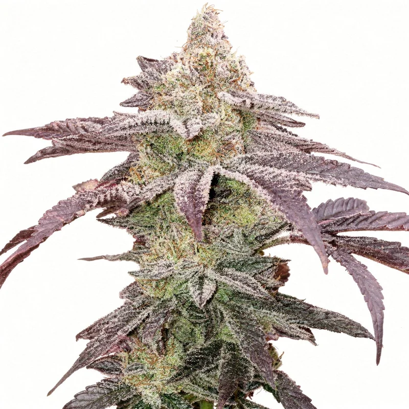 Colin OG RBX van ETHOS Genetics
