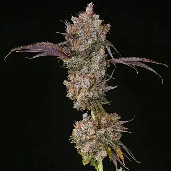 Atomic Fuego R1 van ETHOS Genetics